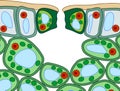 Section view of stomate and plant leaf structure.